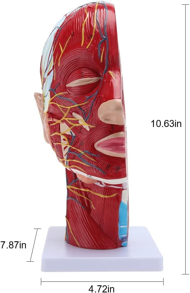Ari・D・Norman アリ・ディ・ノーマン ピルケース 宝箱